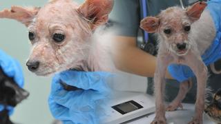 Bu nasıl vicdan? 16 köpek ölüme terk edildi! Dilim varmıyor böyle demeye ama...