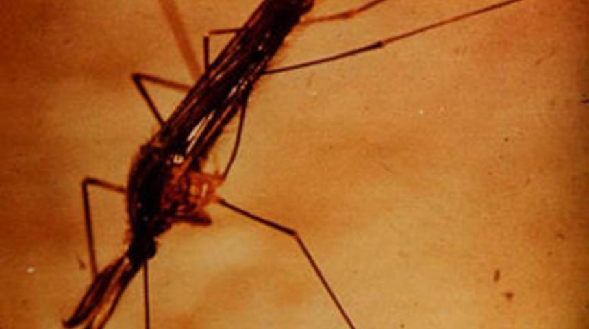 Sıtmaya karşı sivrisinek &ouml;ld&uuml;ren cibinlik