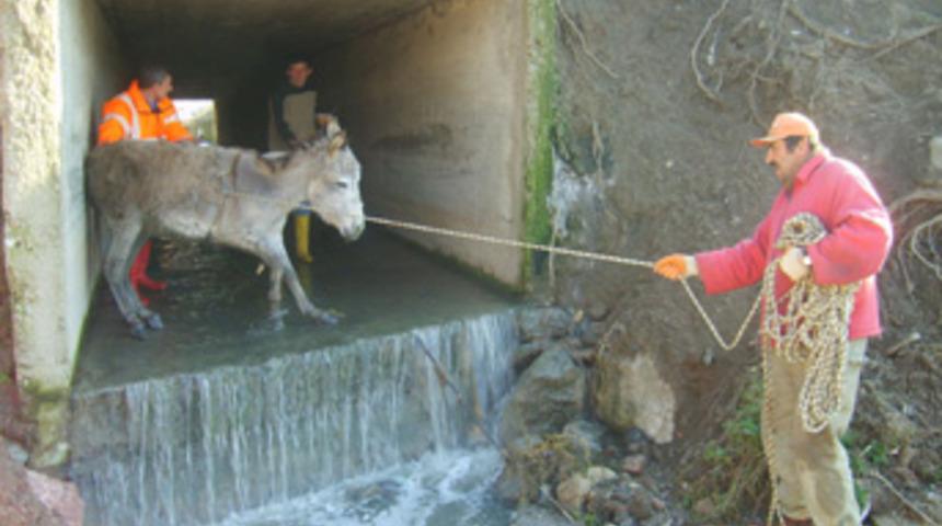 Eşeğin inadı tutunca...