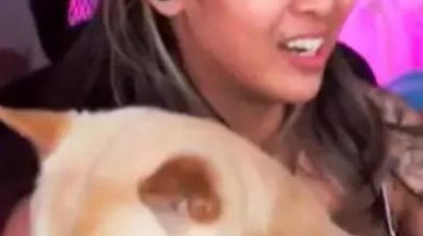 Twitch canlı yayında fenomenin zor anları! Köpeği bir anda kucağına çıkıp tuvaletini yaptı... Cezası gecikmedi
