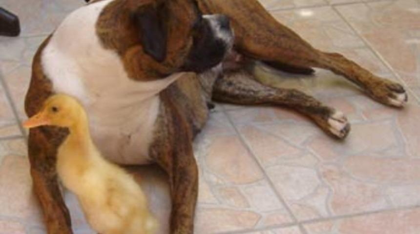 &Ouml;rdek yavrusu ile k&ouml;peğin dostluğu