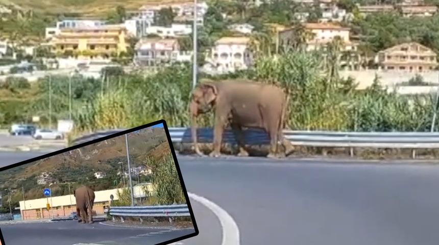 Görenler şaşkına döndü! Şehrin ortasında fil telaşı...