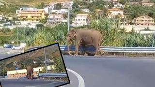 Görenler şaşkına döndü! Şehrin ortasında fil telaşı...