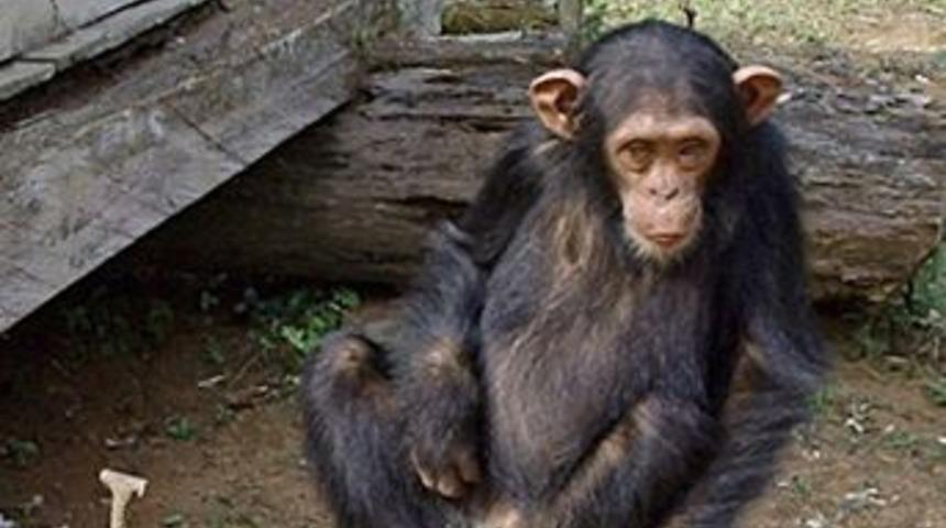 İnsanlarla iletişim kurabilen ''Washoe'' &ouml;ld&uuml;