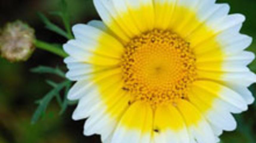 Nisan Bur&ccedil; Yorumları