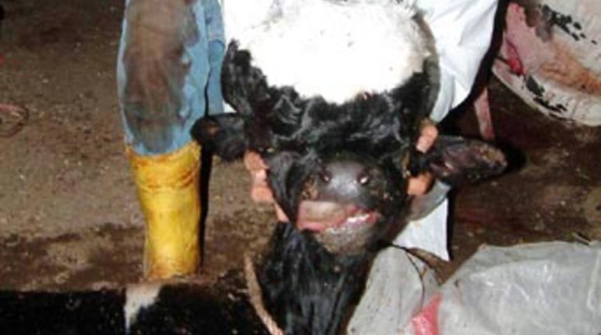 Dev başlı buzağı şaşırttı