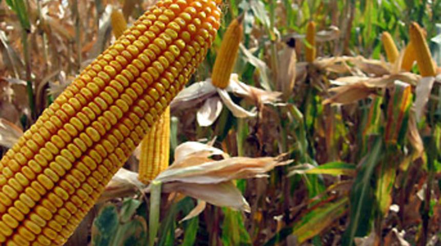 Aşırı sıcaklar tarımsal &uuml;retimi vurabilir