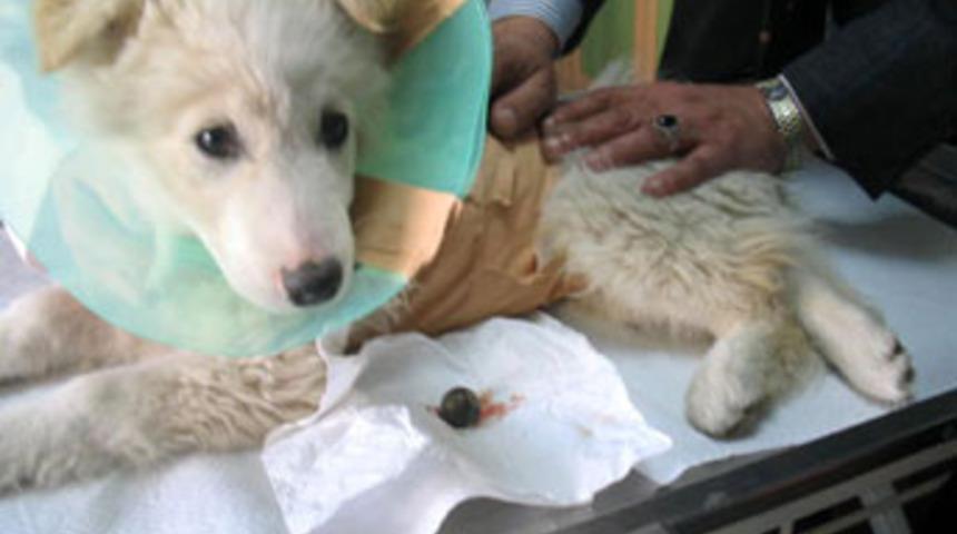 Oyun oynayan yavru k&ouml;pek topu yuttu