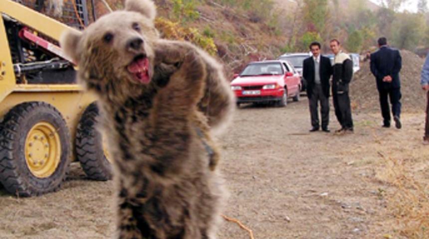 Yavru ayıların insanla teması onlar i&ccedil;in riskli