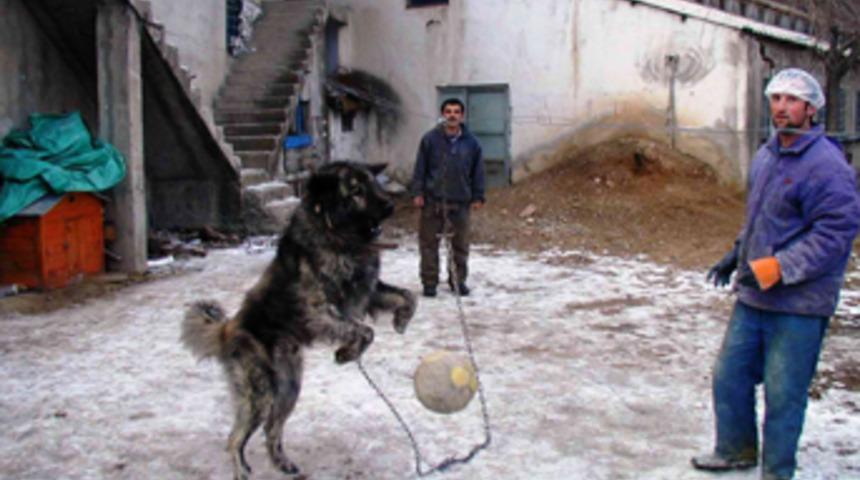 Bu k&ouml;pek top oynuyor