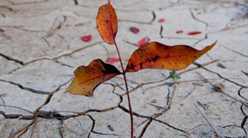 &Ccedil;ukurova'da y&uuml;zyılın kuraklık tehlikesi