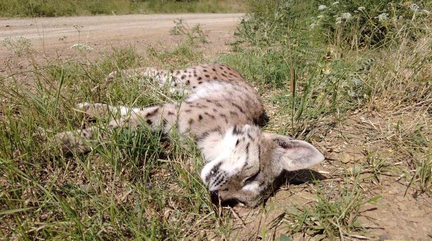 Nesli tükenmekte olan vaşağa araba çarptı