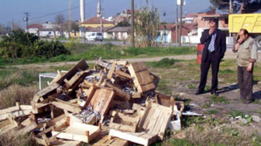 80 kasa balığın yol kenarına atılmasına soruşturma