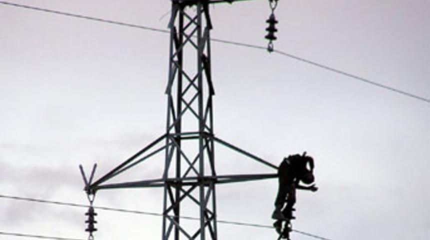 Kuş yuvası hayatına mal oldu