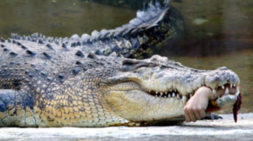 Timsah veterinerin kolunu kopardı