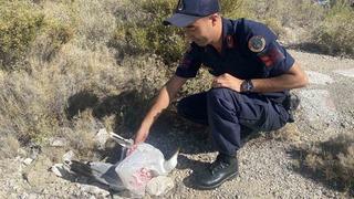Kafasına poşet takılan martı, jandarma tarafından kurtarıldı