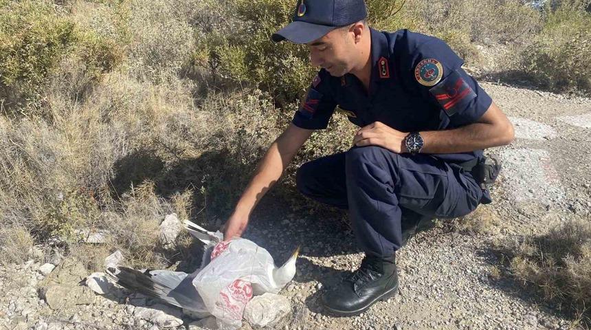 Kafasına poşet takılan martı, jandarma tarafından kurtarıldı