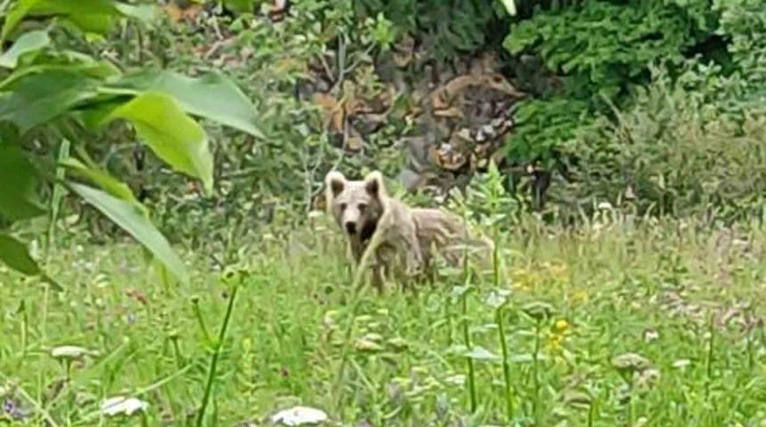 Posof’ta otlarla beslenen bozayı görüntülendi