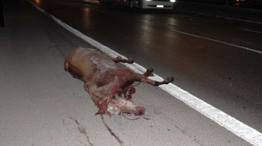 Otobanda başıboş dolanan ata otomobil &ccedil;arptı