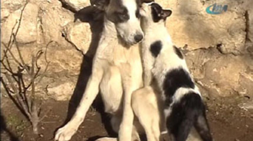 Ezeli d&uuml;şmanların inanılmaz dostluğu