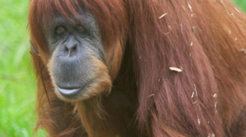 Orangutanlar bilgisayar oyunları oynuyor