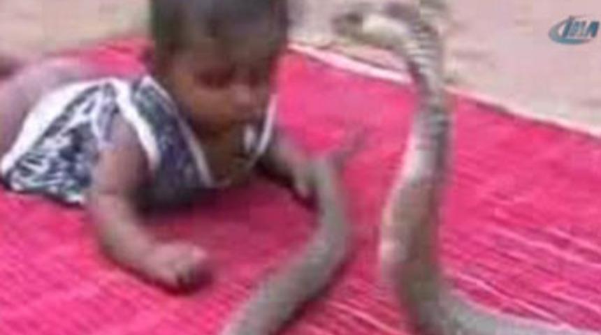 6 aylık bebeğin kobrayla tehlikeli oyunu