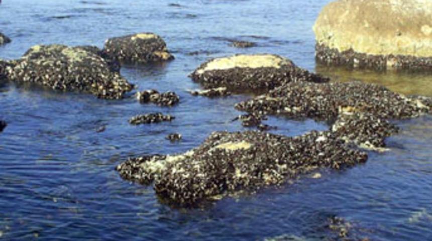 Deniz kenarında evi olanlara &uuml;z&uuml;c&uuml; haber