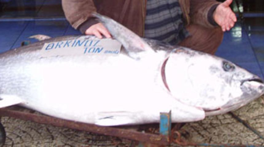 Oltayla 150 kiloluk orkinos avı