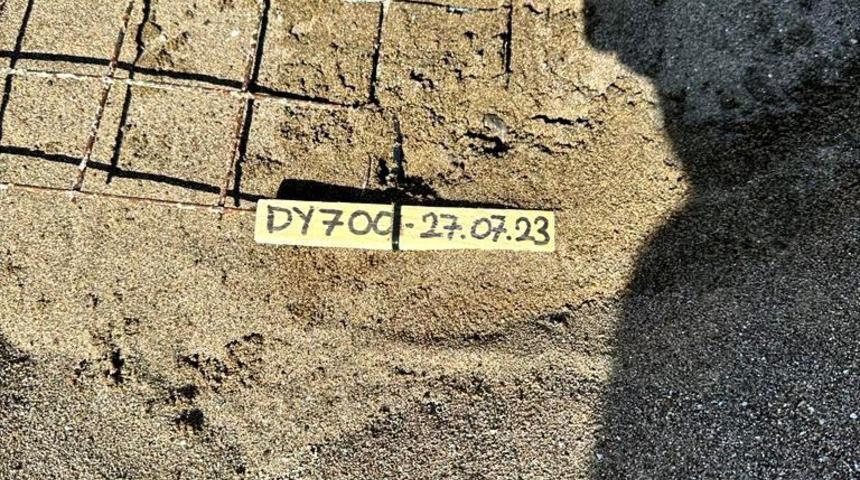 İztuzu sahilindeki caretta caretta yuvalarının sayısı 700'e ulaştı