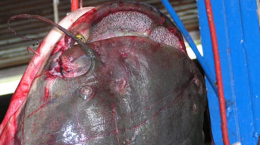 70 kiloluk dev yayın balığı yakalandı