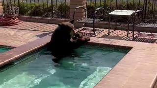 Aşırı sıcaklardan o da bunaldı! ABD’de bir ayı, serinlemek için jakuziye girdi