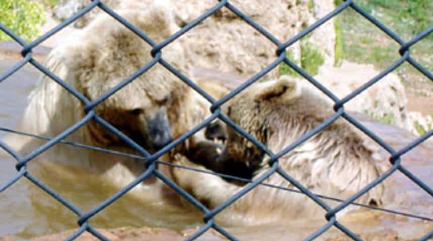 Ayıların havuz sefası