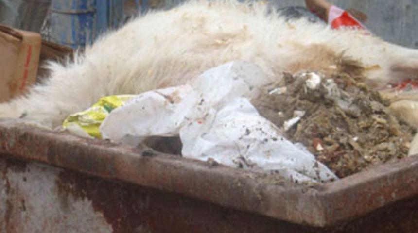 A&ccedil; kalan k&ouml;pekler birbirini yedi