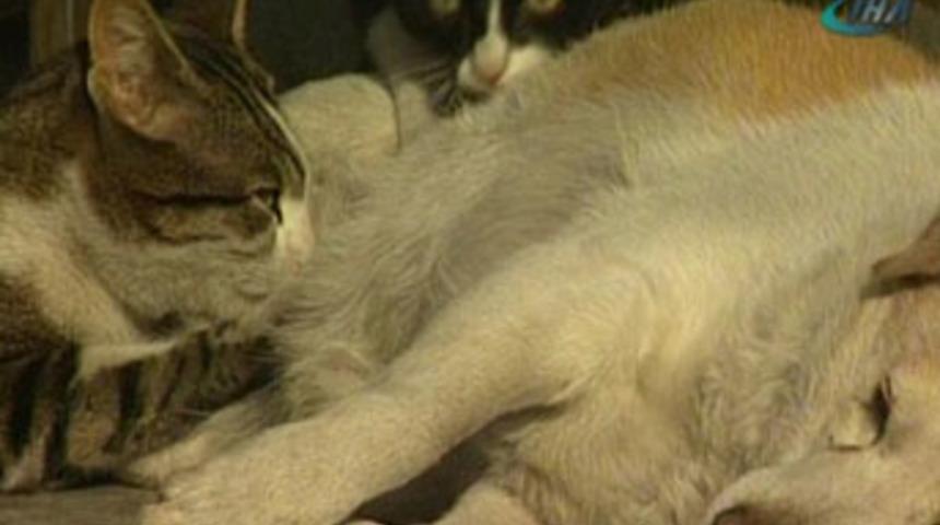 Ezeli d&uuml;şmanların 's&uuml;t' dostluğu