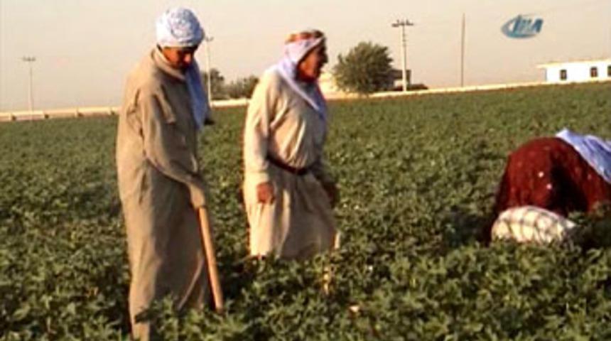 Pamuk tarlasından Tıp Fak&uuml;ltesi'ne