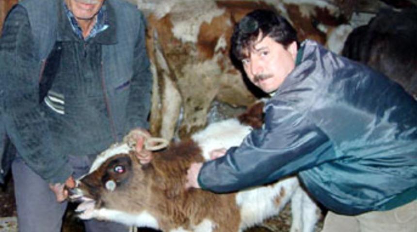 Kuduran inek, k&ouml;y&uuml; karantinaya aldırdı