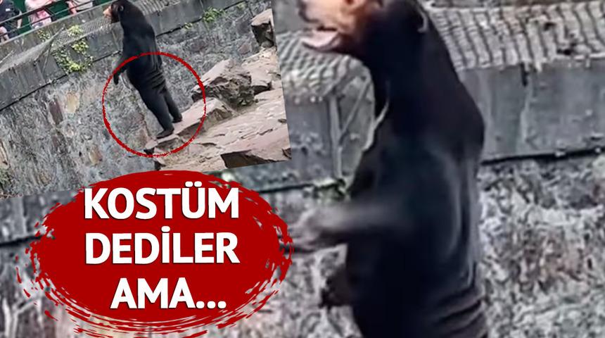 Hayvanat bahçesi sosyal medyadaki ‘ayı kostümlü insan’ iddialarını yalanladı! “İnsanlar bu türü anlayamıyor”