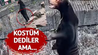 Hayvanat bahçesi sosyal medyadaki ‘ayı kostümlü insan’ iddialarını yalanladı! “İnsanlar bu türü anlayamıyor”