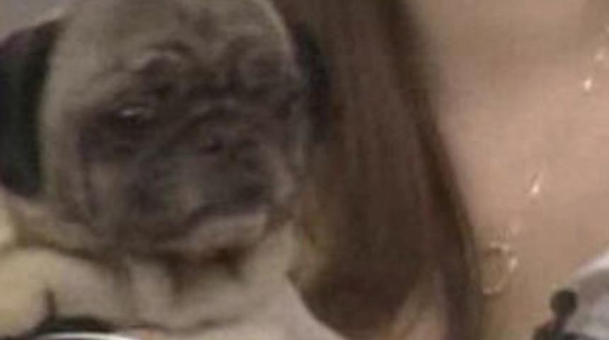 Bu k&ouml;pek konuşuyor!