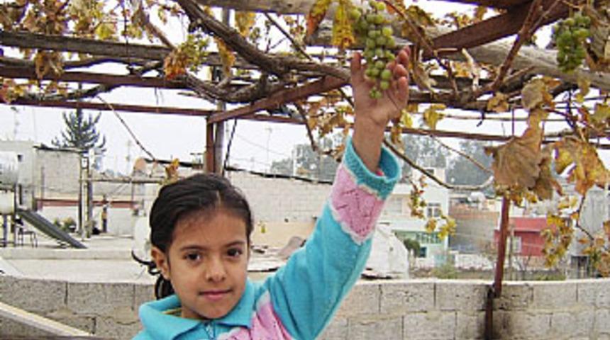 Kış mevsimine rağmen asma &uuml;z&uuml;m verdi
