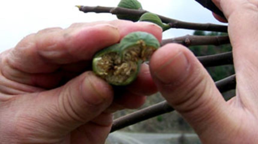 Şubat'ta incir de meyve verdi