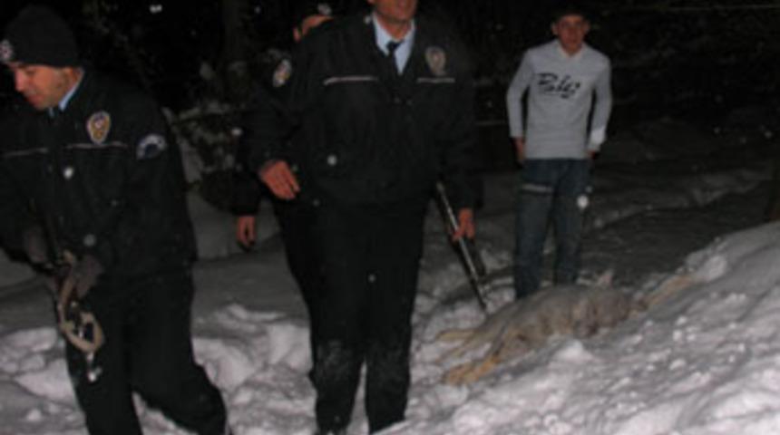 Şehre inen kurtlar polisi alarma ge&ccedil;irdi