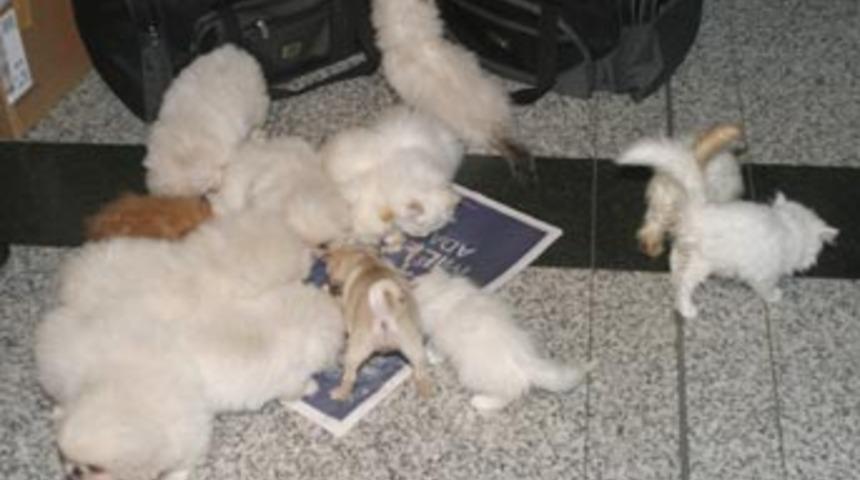 Ka&ccedil;ak hayvan operasyonu