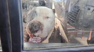 Açık kalan kapıdan aracın içine giren pitbull'u görünce dehşeti yaşadı! Yakıt alacaktı, 6 saati korku içinde geçti