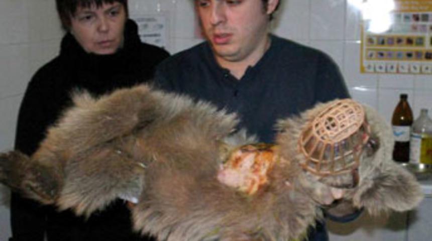 Yaralı yavru ayı i&ccedil;in Bursa'da seferberlik