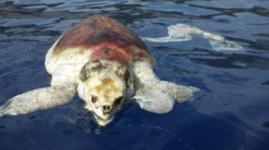 Bangladeş'te kaplumbağalar kıyıya vurdu