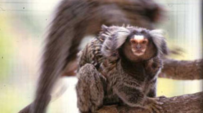 En iyi baba "ipek maymunları"