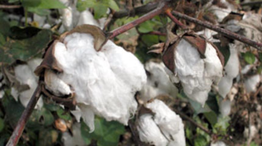 Şiddetli yağışlar pamukta fiyat d&uuml;ş&uuml;rd&uuml;