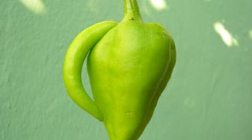 Kulplu biber g&ouml;renleri şaşkına &ccedil;evirdi