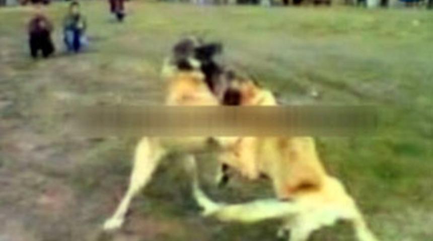 Vahşet panayırından dehşet g&ouml;r&uuml;nt&uuml;ler